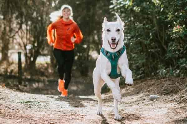 Hund humpelt und dann wieder nicht