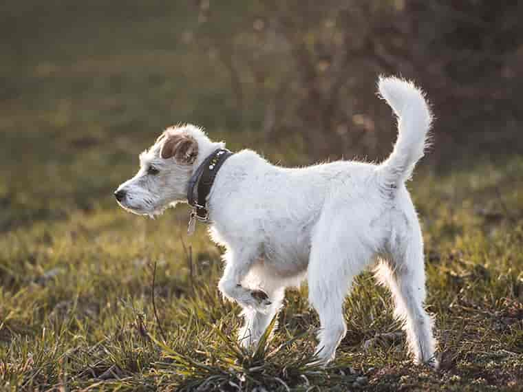 Hund humpelt – Das solltest du wissen!