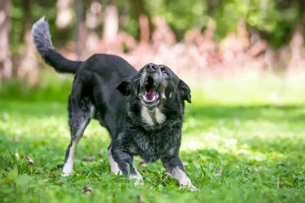 Husten und Würgen beim Hund: Ursachen, Symptome und Behandlung