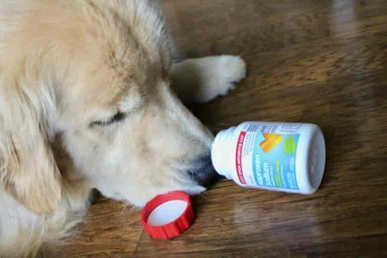 Is Ibuprofen Toxic for Dogs?