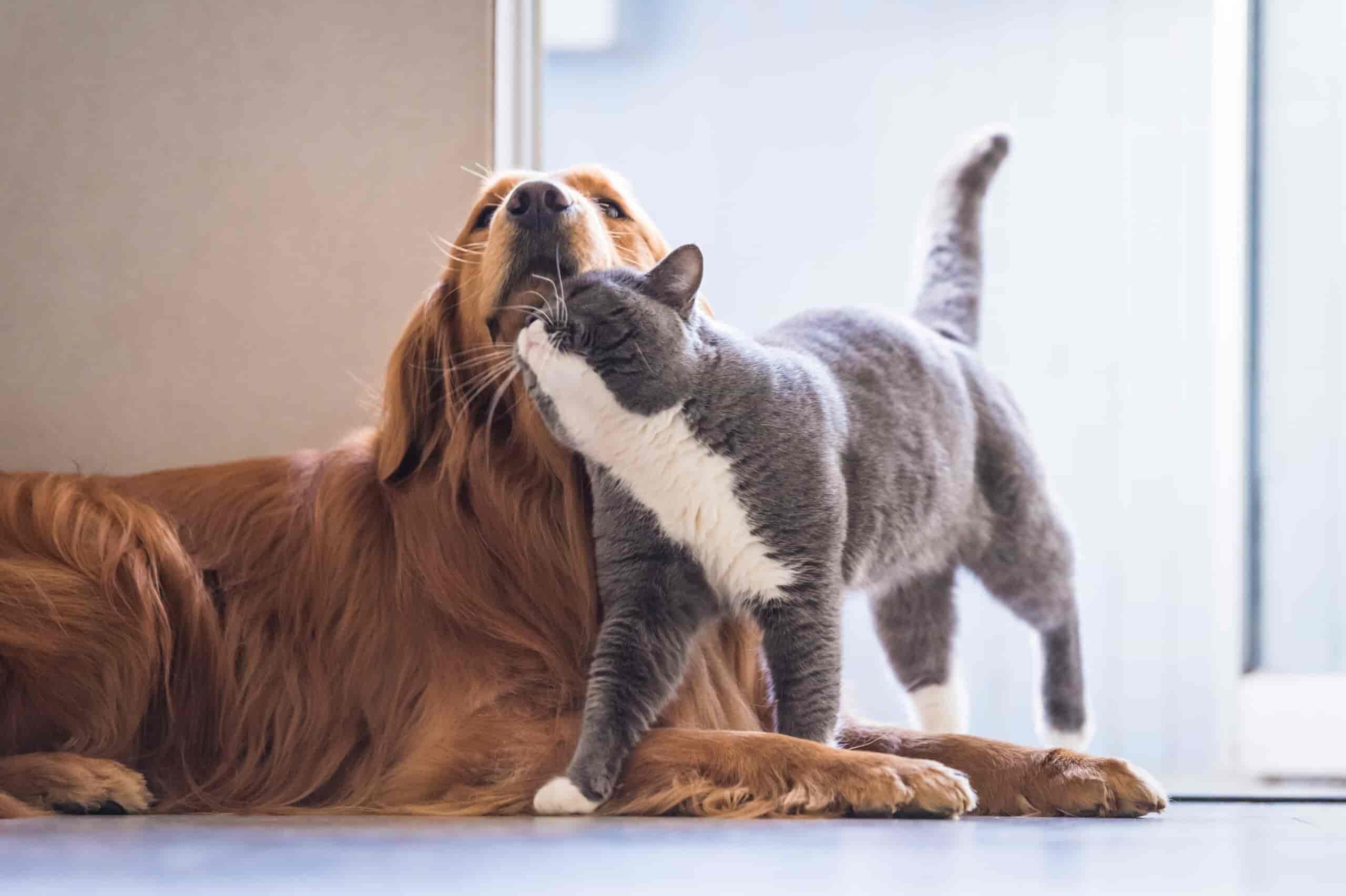 Hund jagt Katze - so kannst du es ihm abgewöhnen!