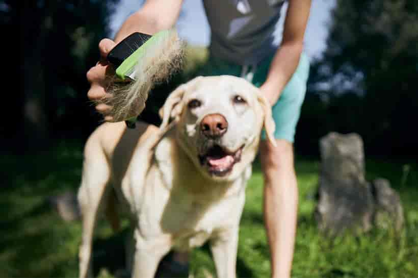 Dein Hund verliert Fell? Ursachen und Lösungen gegen Haarausfall bei Hunden