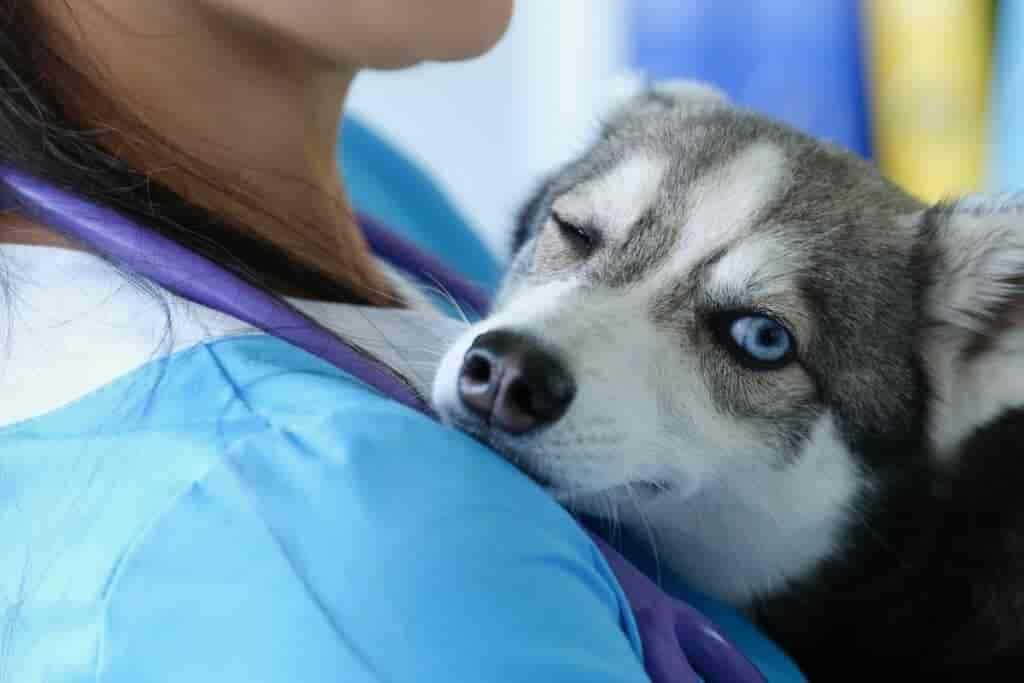 Hund kneift sein Auge zu: Das steckt dahinter! (Ratgeber)