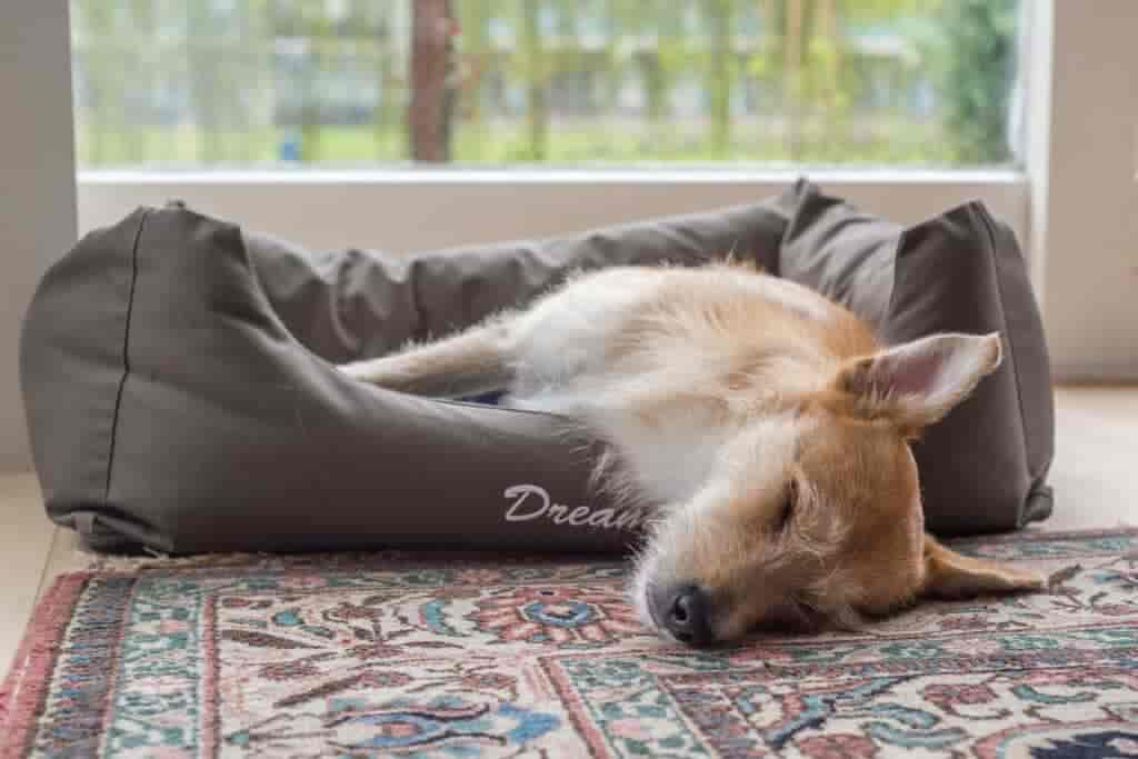 Hund knurrt im Schlaf: Das steckt dahinter!