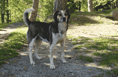 Alter Hund kotet in die Wohnung trotz Gassi gehen