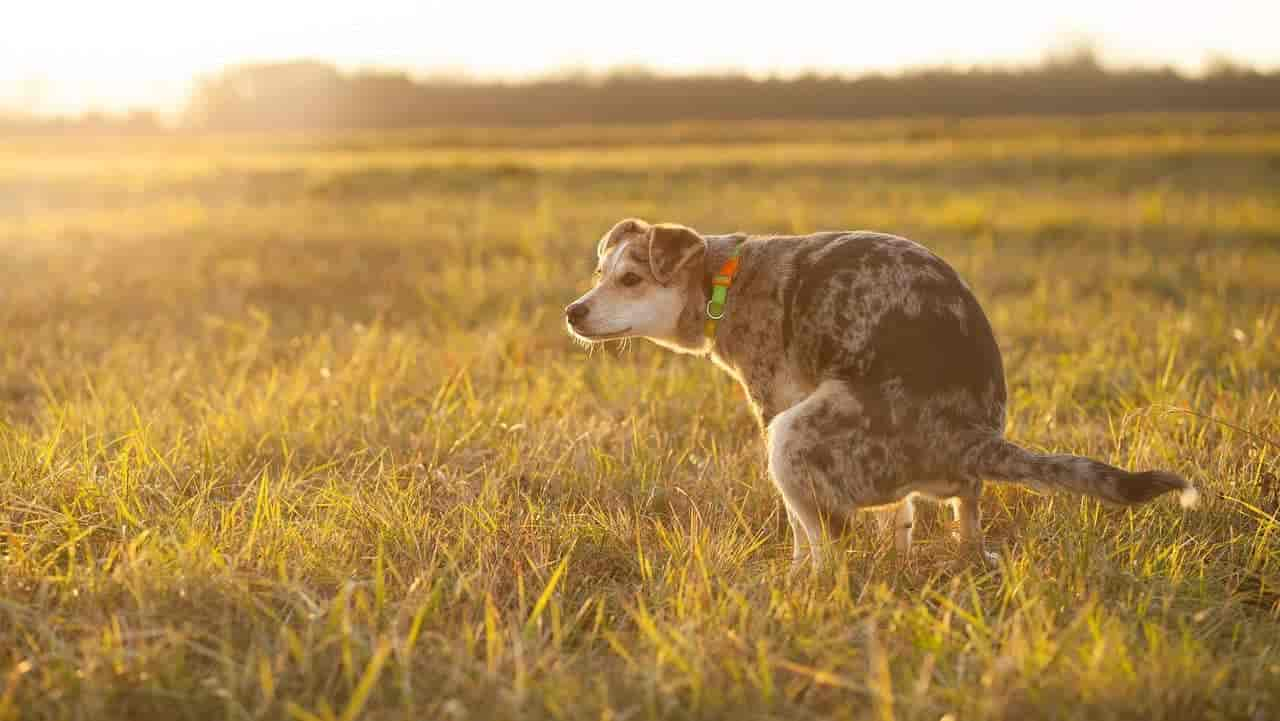 Hundekot erst fest dann dünn: 4 Ursachen & Wann zum Tierarzt