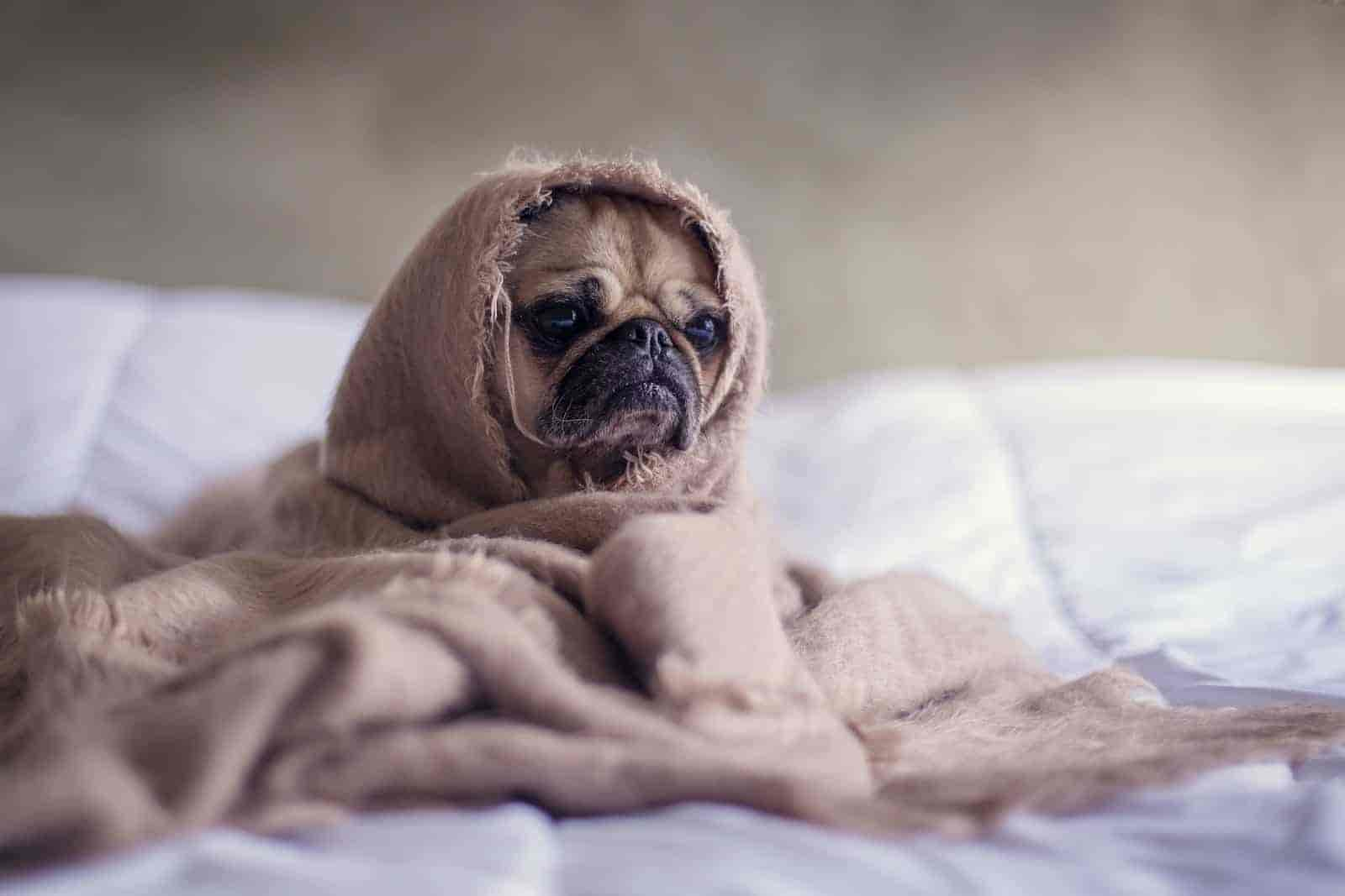 Das faszinierende Geheimnis, warum Dein Hund nachts zu dir ins Bett kommt