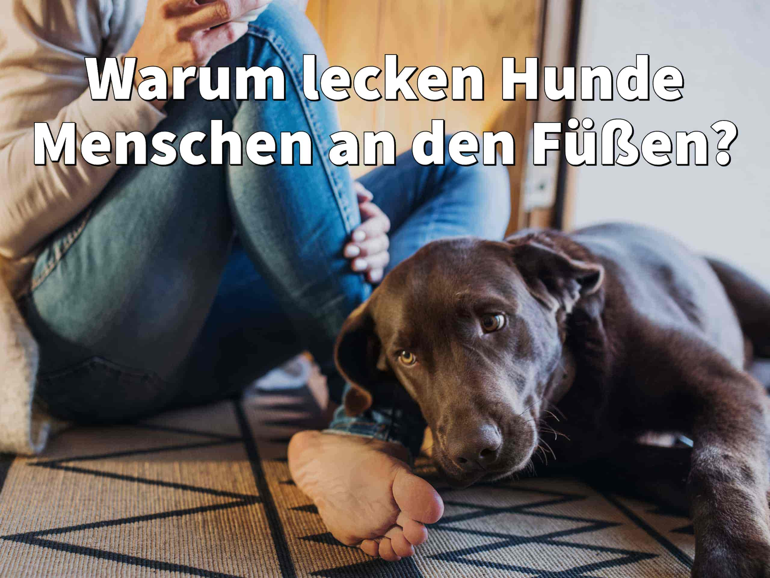 Warum lecken Hunde Menschen an den Füßen?