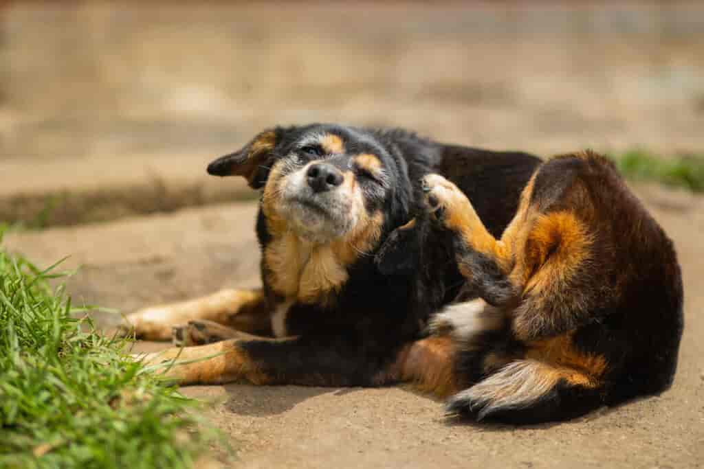 Hund kratzt sich am Ohr und leckt sich die Pfoten