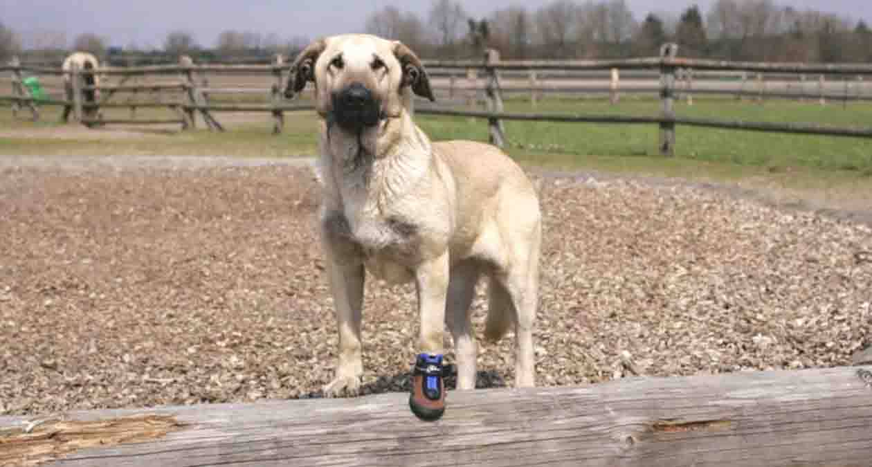 Darum leckt sich dein Hund die Pfoten: Ursachen & Hausmittel