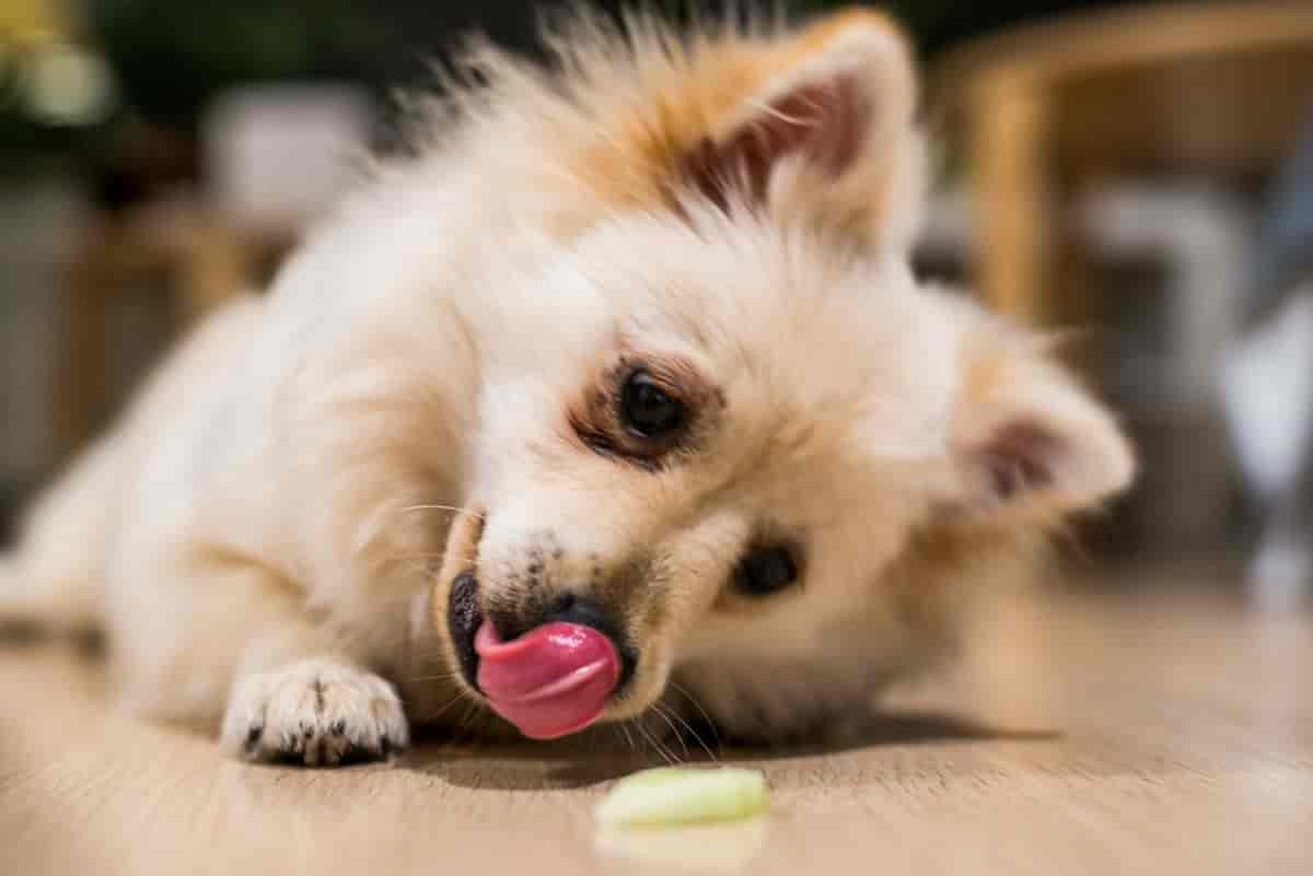 Wenn dein Hund sich ständig die Schnauze leckt und unruhig ist – das ist los!