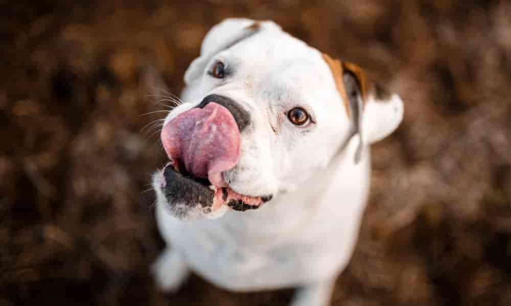 Hund leckt sich ständig die Nase? Ein Hunde-Profi Klärt auf!