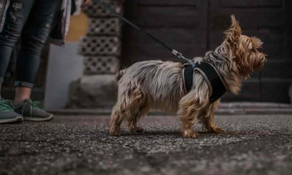 Hund bleibt stehen, geht nicht weiter: 5 Ursachen & Lösungen