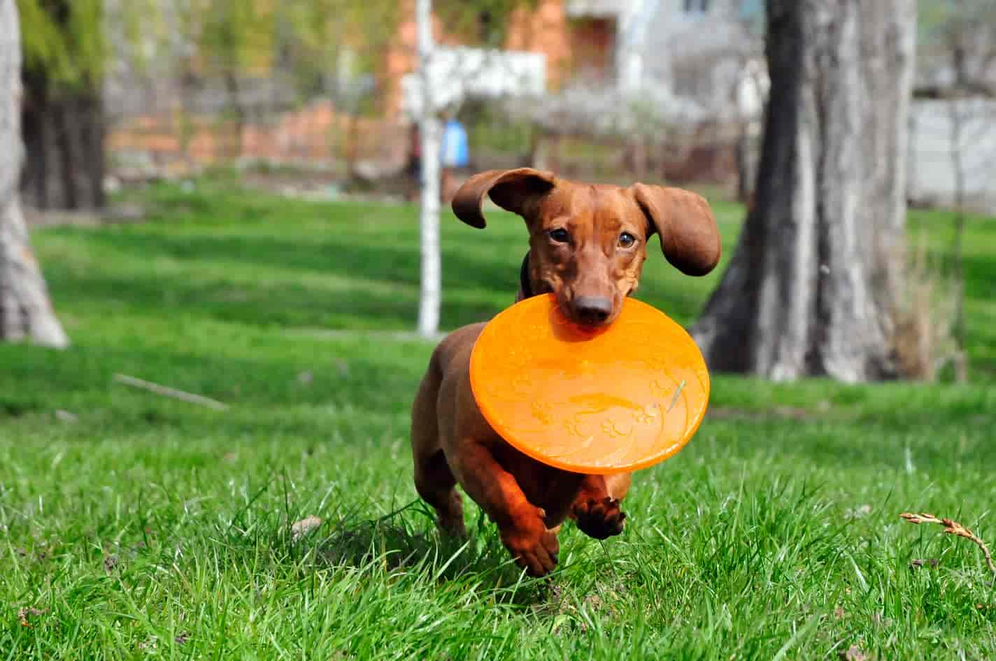 Mein Hund wirkt antriebslos: Ursachen und Hilfe