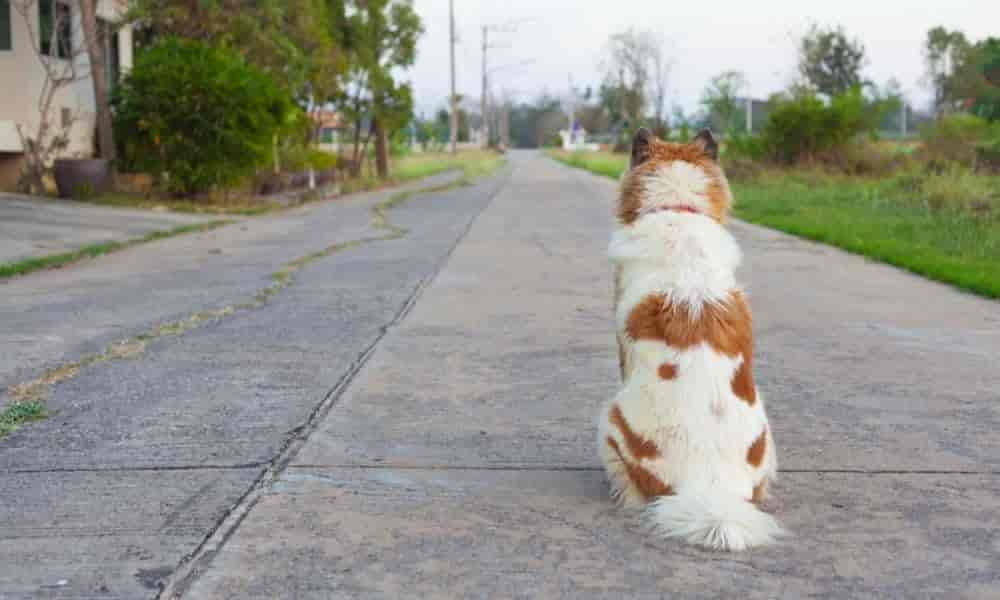 Karpfenrücken beim Hund: 3 Ursachen & wann zum Tierarzt