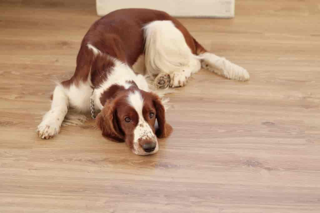 Was tun, wenn Dein Hund auf einmal wieder in die Wohnung macht?