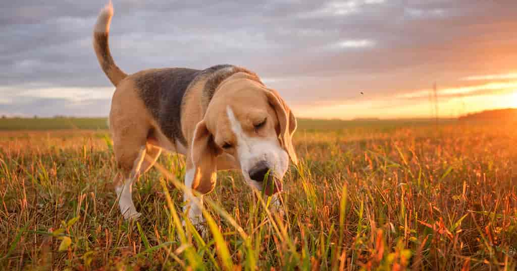 Übersäuerung beim Hund