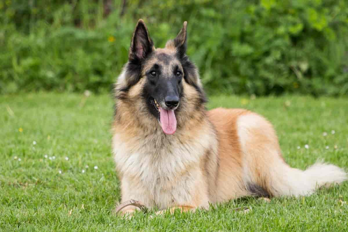 Belgian Tervuren