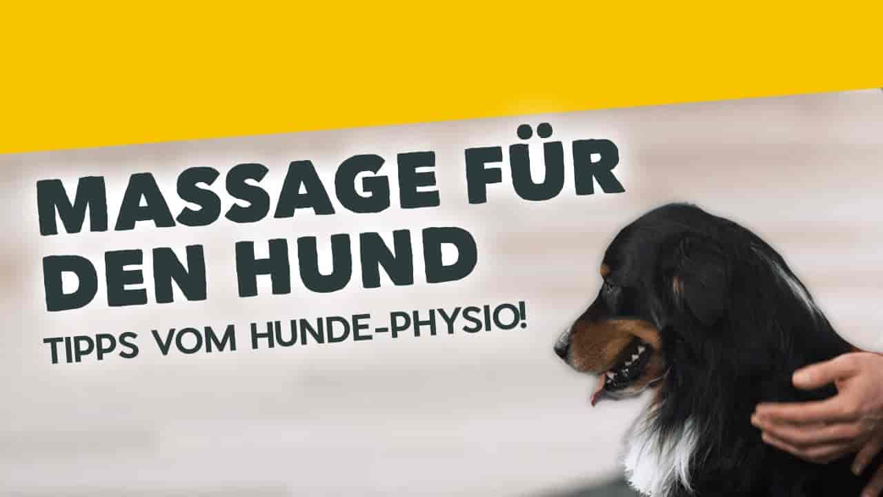 Massage beim Hund – Wie du mit gezielten Griffen für Schmerzlinderung sorgst