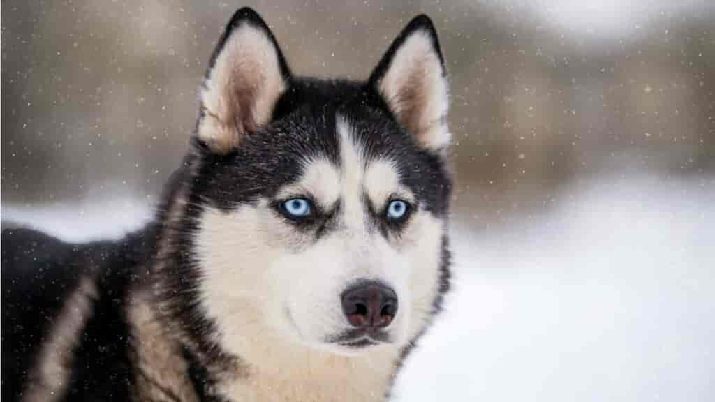 Hunde mit blauen Augen: Warum sie die Farbe des Meeres in ihrem Blick tragen 