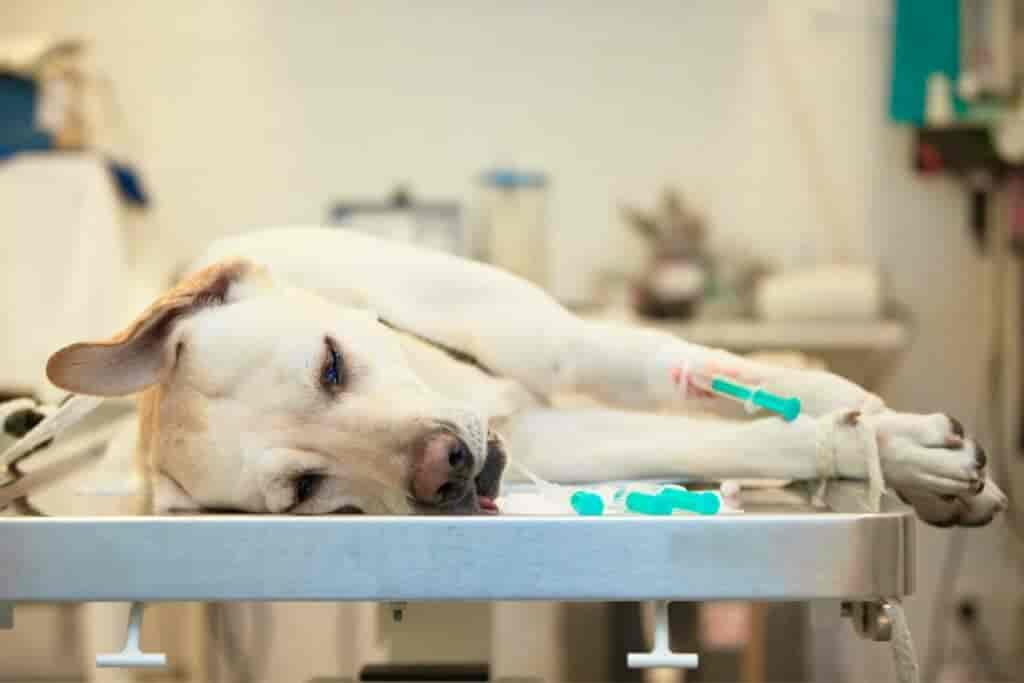 Hund mit Diabetes: Einschläfern oder nicht? (Ratgeber)