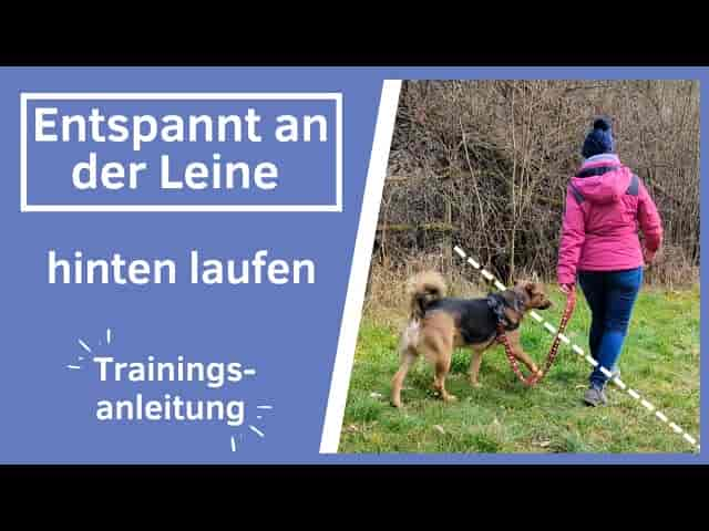 Hunde an der Leine