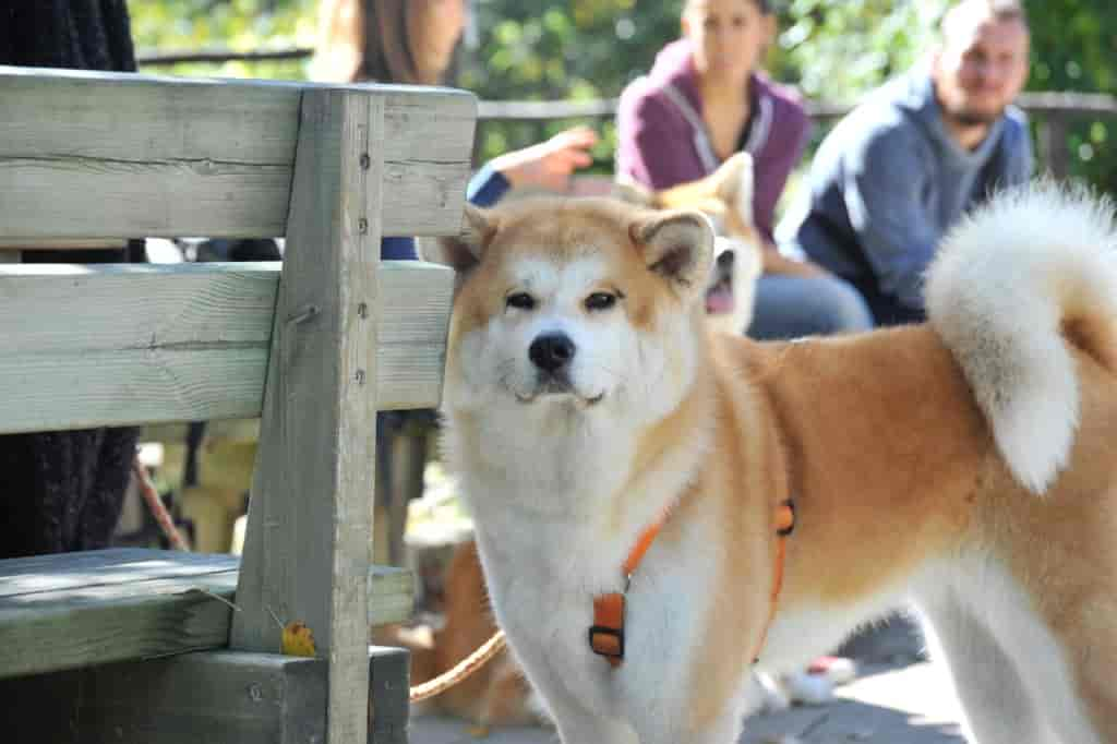 18 Außergewöhnliche Hunde mit Ringelrute (+ Bilder)