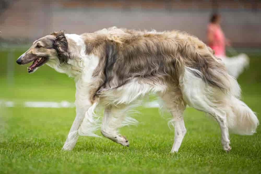 12 Hunderassen mit langer Schnauze aus 2024 mit Bildern