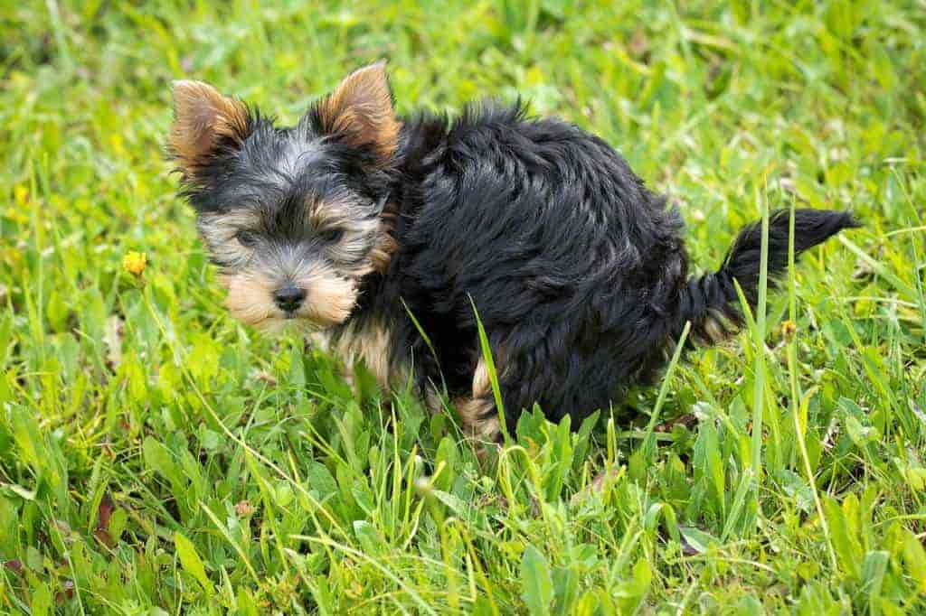 Hund hat in regelmäßigen Abständen Durchfall: 7 Ursachen