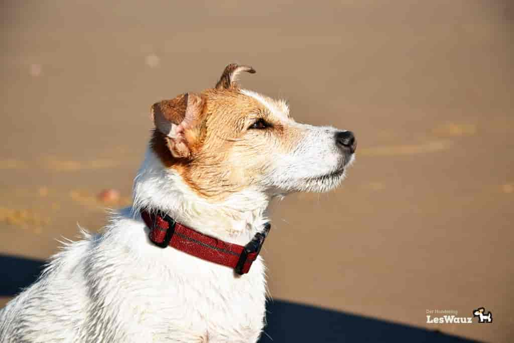 Urlaub mit Hund: was ist anders und gibt es einen Urlaubsblues? - LesWauz