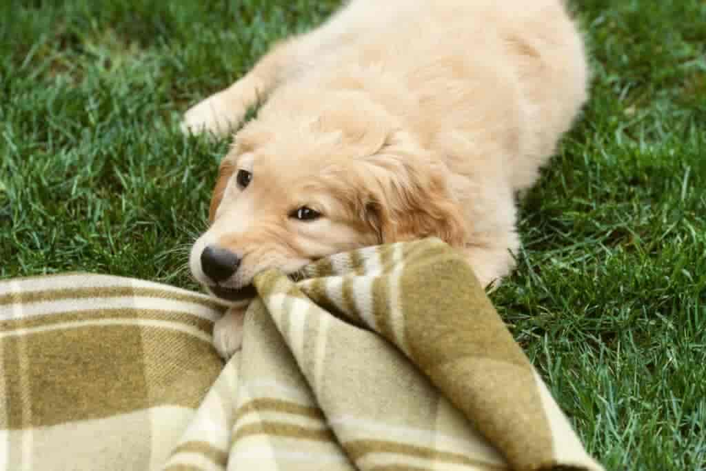 Warum knabbert mein Hund an seiner Decke? Bedeutung & Tipps