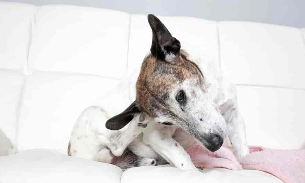 Hund hat Pilz im Ohr: Behandlung & Hausmittel (Ratgeber)