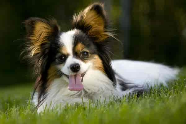 4 Fun Characteristics of the Papillon Dog Breed