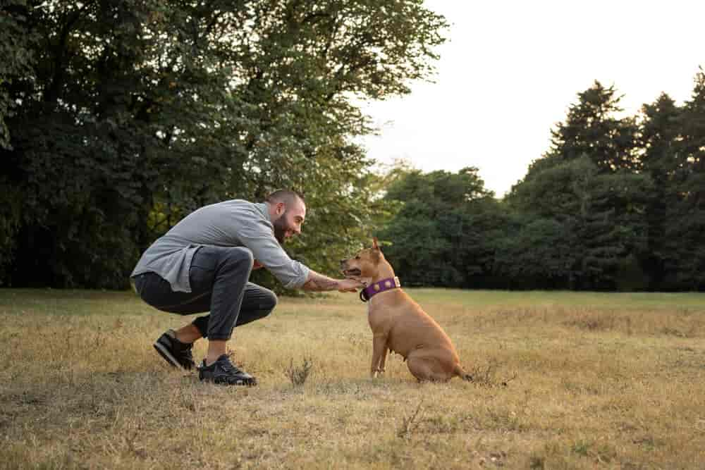 Hund Pfote beibringen in 5 einfachen Schritten (Mit Video)