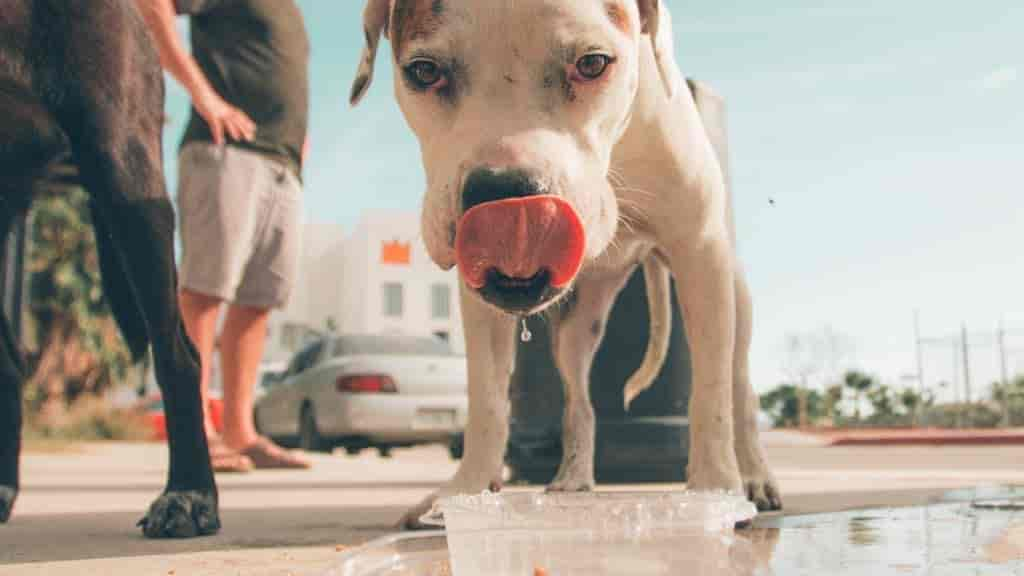 Hund trinkt viel & uriniert: Wie viel ist normal? (Ratgeber)