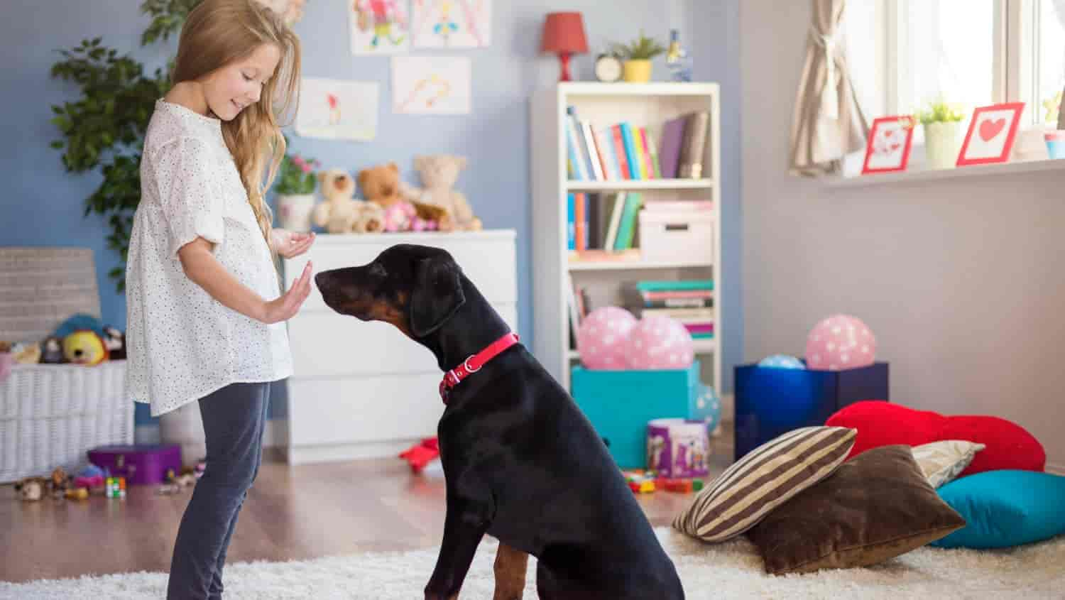 Dein Hund pinkelt in die Wohnung, obwohl er draußen war? 4 Ursachen & 4 Lösungen