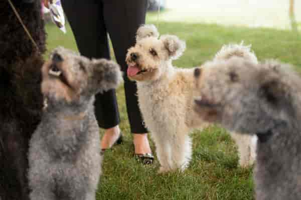 Meet the Pumi, the New Dog on the Block