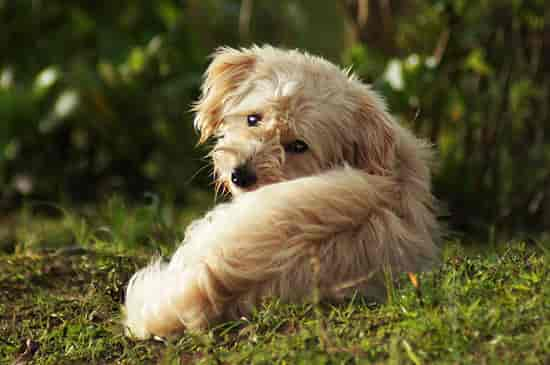 Hund hört nicht und folgt dir nicht mehr? Hier ist die Lösung.