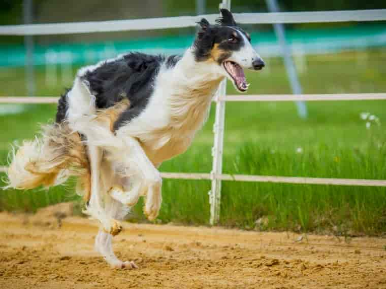 Hunderennen: Spaß oder Quälerei für die Sprinter?