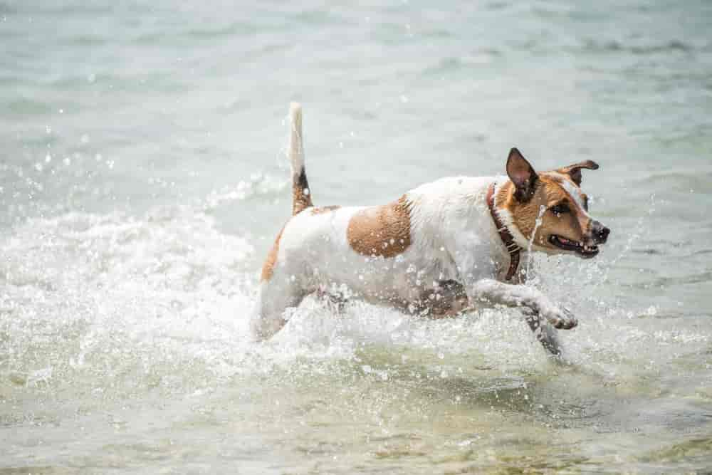 Mein Hund riecht nach Eisen: mögliche Ursachen