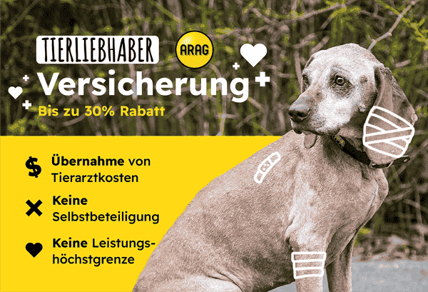 Einfach atemberaubend – Mundgeruch beim Hund