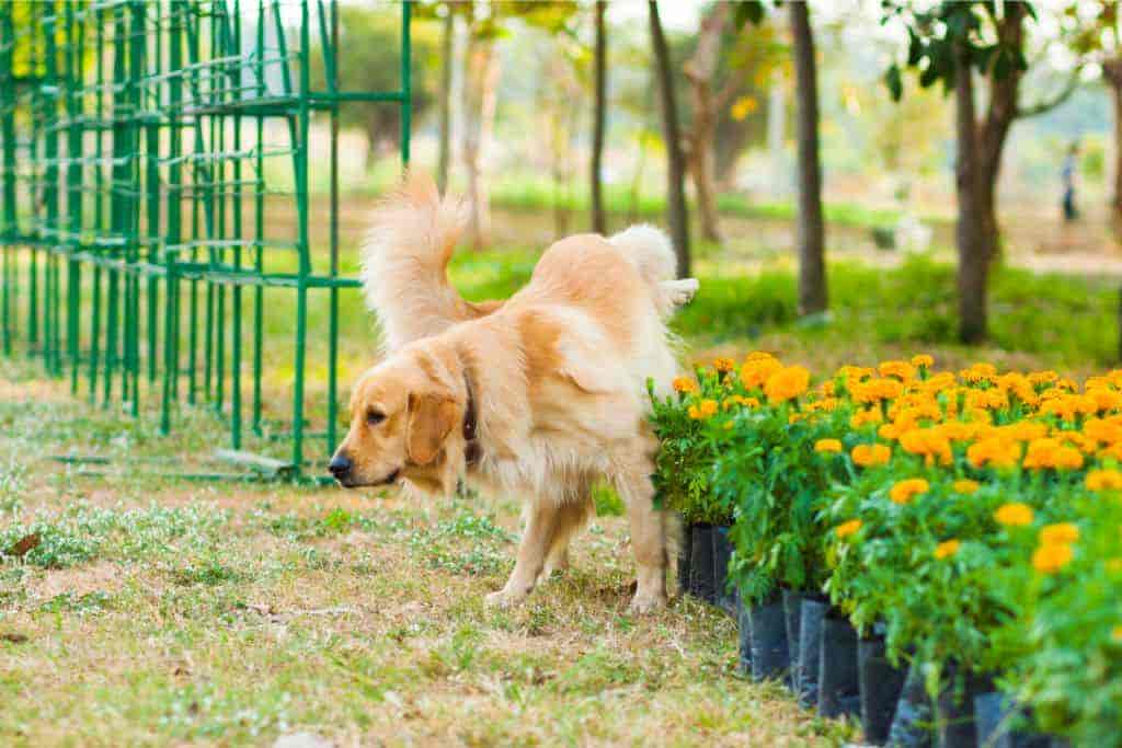 Hund riecht nach Ammoniak: 6 mögliche Ursachen (Ratgeber)