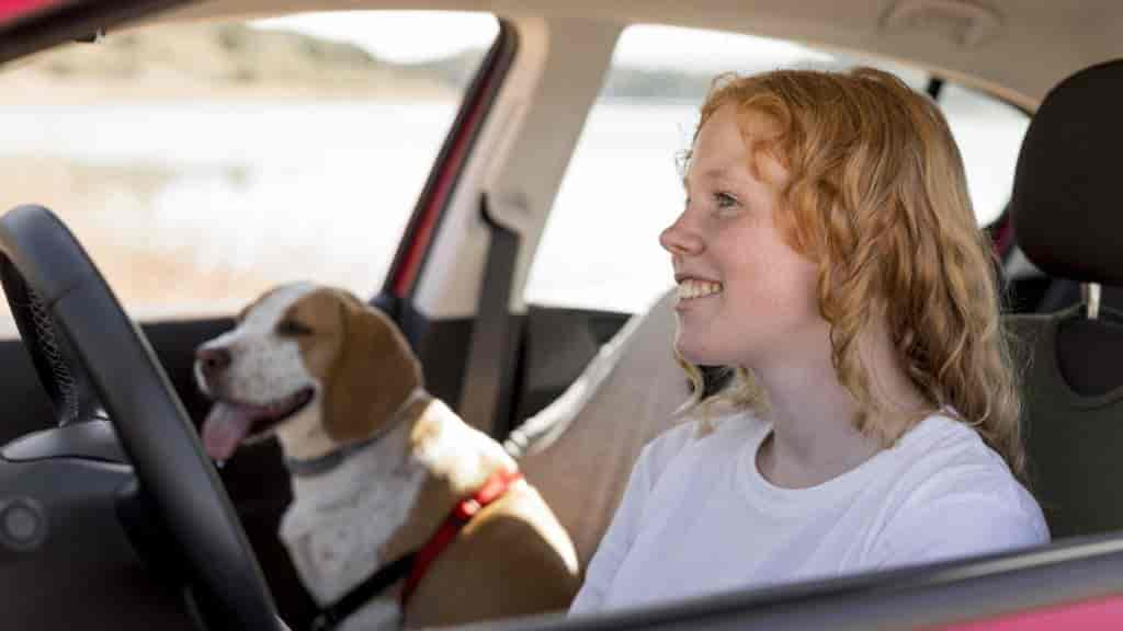 Hund sabbert beim Autofahren: 5 Ursachen & Tipps vom Profi