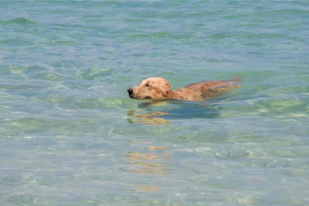 Hund hat Salzwasser getrunken – Symptome und Tipps