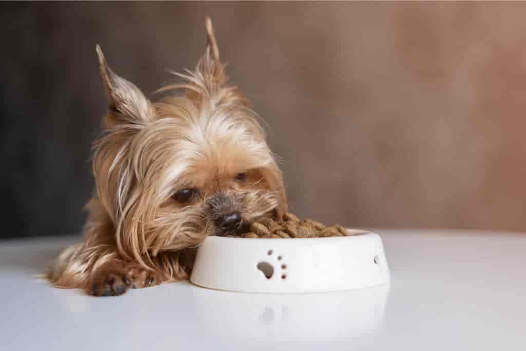 Hund schiebt Essen mit Nase? Das steckt wirklich dahinter