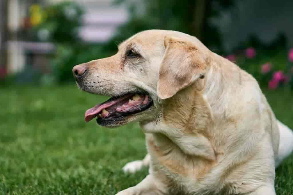 Hund schluckt & schmatzt ständig: 5 Gefährliche Ursachen