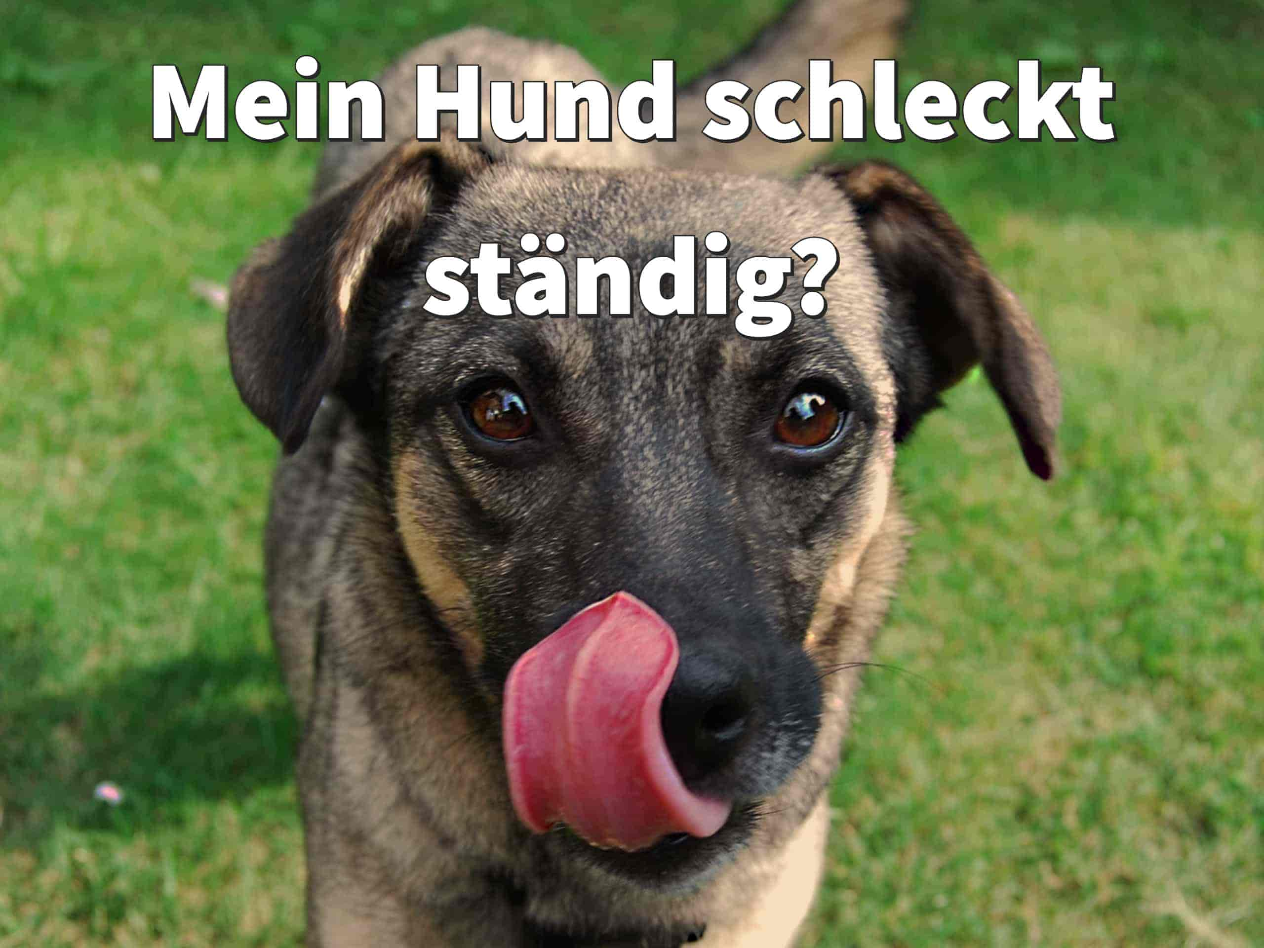 Hund schluckt ständig?