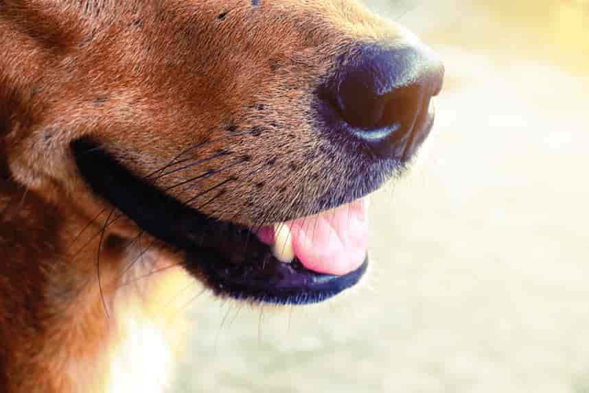 VIBRISSEN BEIM HUND, ODER WARUM BRAUCHT EIN HUND EINEN SCHNAUZBART?