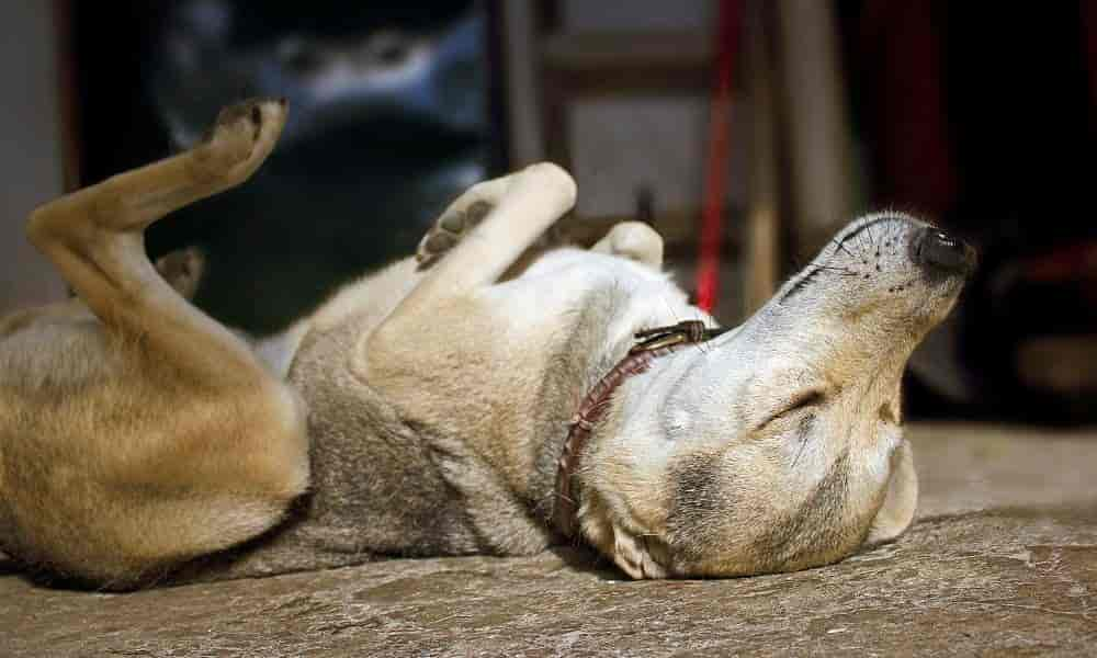 Hund erlösen ohne Tierarzt: Ist das erlaubt? (Ratgeber)