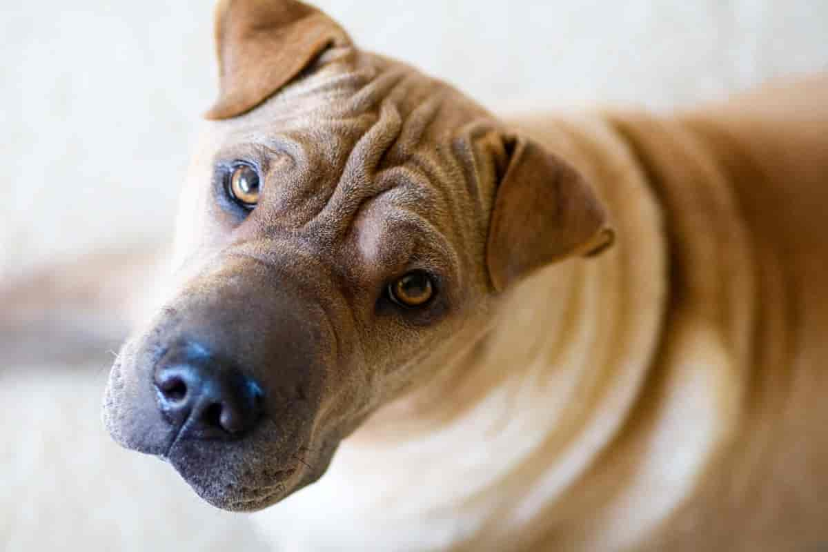 Chinese Shar-Pei